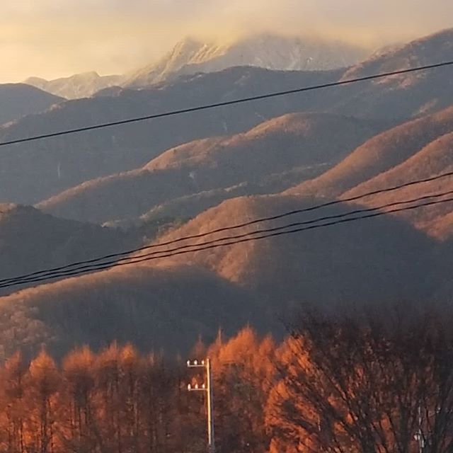 黄葉した落葉松林の朝焼け 雲の下は冠雪した甲斐駒ヶ岳 1123 #ひなぎくきつね