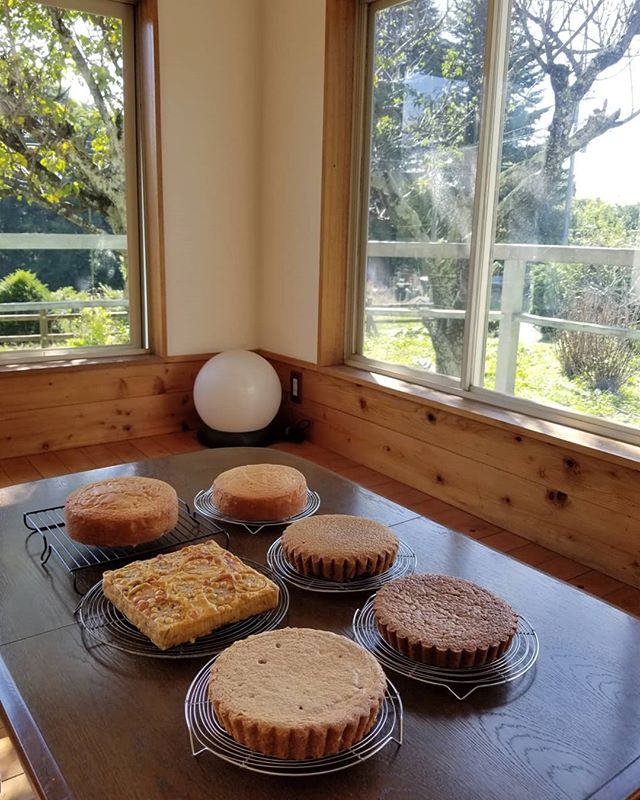 秋の日の スポンジの ため息の……BLB2島ガール2山ガール1サレ1 #ひなぎくきつね #全粒粉スポンジ #wholewheatspongecake