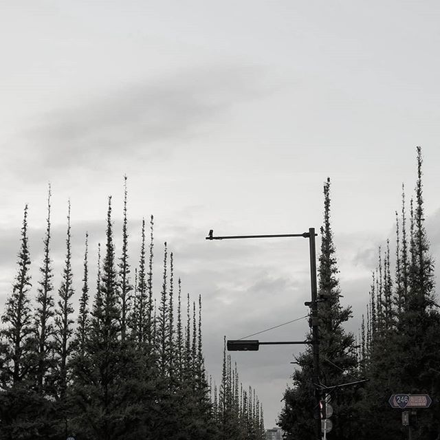 ここはどこ？フィンランドの針葉樹林でもいいですが はい 秋遅い夕暮れの外苑前いちょう並木です #ひなぎくきつね